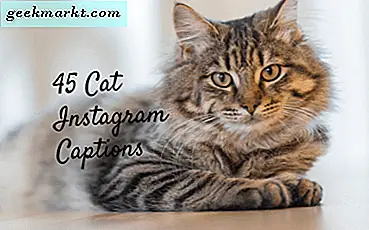 45 Cat Captions untuk Instagram - Meow